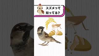 スズメって知ってる？#都音ゆずたみ #雑学 #豆知識