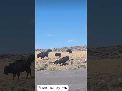 Wild Animals In Salt Lake City
