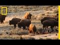 Bison Behavior and Characteristics