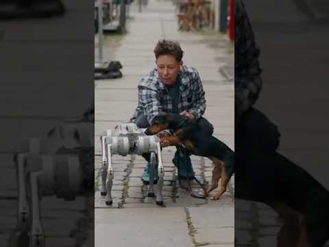 Hund der Zukunft? Unitree Go2 Air Robot Dog trifft auf echte Hunde!  #mydealz #roboter