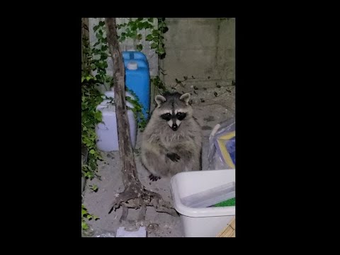庭で野生のアライグマにペットが捕食される瞬間を捉えた衝撃映像
