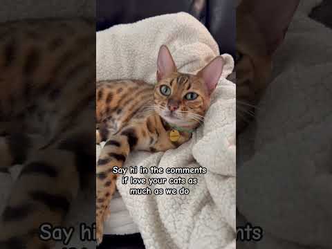 This girl wants to meet other cat lovers #cat #swiftie #tloasg