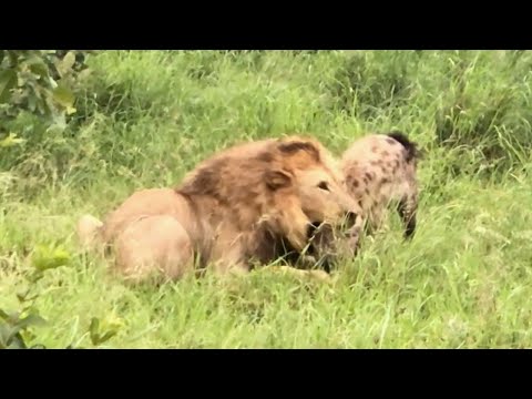 Hyena Escapes Lion's Jaws After Stealing Leopard's Kill!