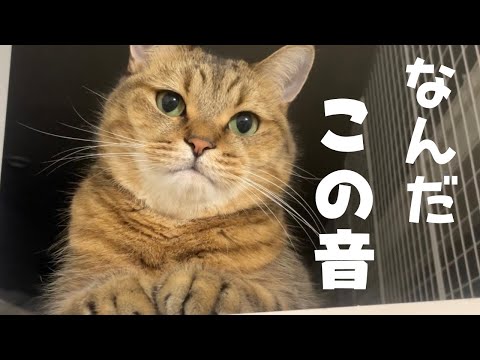 猫の動画サムネイル - 猫の体のある部分から変なメロディーが流れています(?)