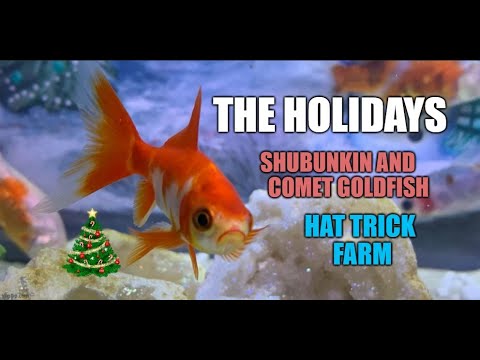 🎄⛄️THE HOLIDAYS 🎩🥳 |✨ SHUBUNKIN AND WELCOME TO MY CHANNEL. THIS IS A FUN HOLIDAY DISPLAY AQUARIUM. I PAINTED THIS BACKGROUND AND I'M  SH