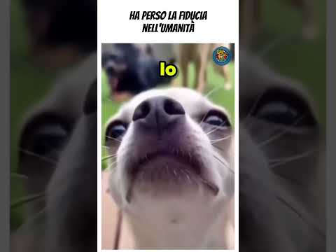 Ha perso fiducia nellโumanitรก #doppiaggio #animals