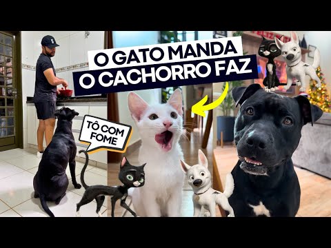 ENZO GATO ENSINANDO WILL PITBULL A PEDIR COMIDA PARA OS HUMANOS 😂 Bolt supercão