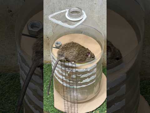 Rat trap creative/best spinning mouse trap #rattrap #mousetrap