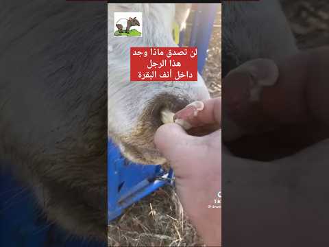 لن تصدق ماذا وجد هذا الرجل داخل أنف البقرة .