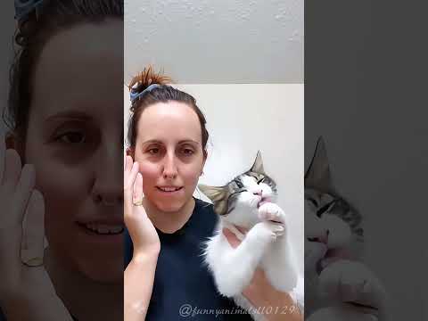 Cats are the best learners #cats #foryou #Clevercats #petsoftiktok #funnycats #fyp #pet
