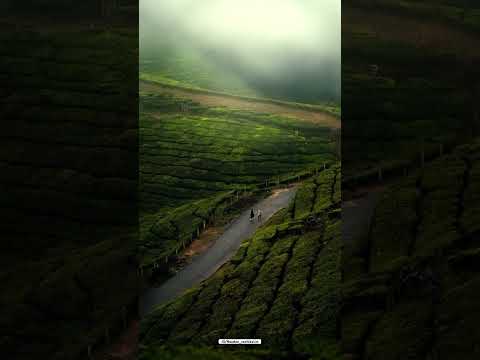 🍃#munnar #wayanad #travel #instagram #viralvideo #nature #explore #kerala #keralagram #ytshorts