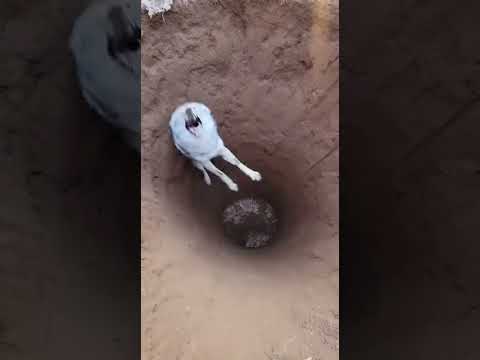 🐺 COYOTE CAUGHT! Scrappy Predator in the Pit! 【絶体絶命】コヨーテが罠に転落!上から捉えた焦燥の叫び