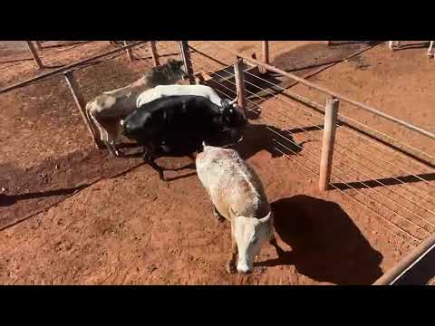 LOTE 04