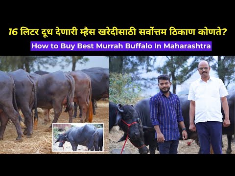 शेतकऱ्यांच्या दारात दूध देणारी खात्रीशीर मुर्हा म्हैस खरेदी? | Best Murrah Buffalo In Maharashtra