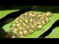 Amphibian Characteristics and Classification