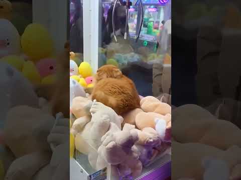 진짜 고양이가 뽑혔다!