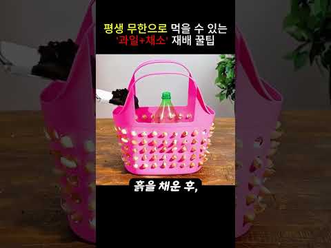 평생 과일, 채소 무한으로 재배하는 꿀팁