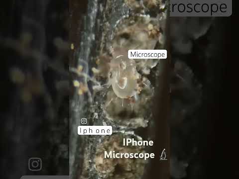 IPHONE Microscope #2024 #iphone #ipl #ips#india #instagood #podcast#pakistan #klone #kids#bollywood