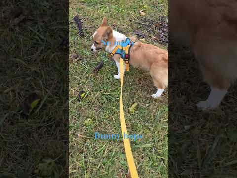 corgi or bad bunnies, Idk #badbunny #corgi #puppy #pets #shorts #cute #dog