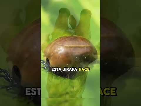Jirafa desesperada por garrapatas, recibe apoyo 🤯😱 #animales #fauna #planet #animals #wildlife