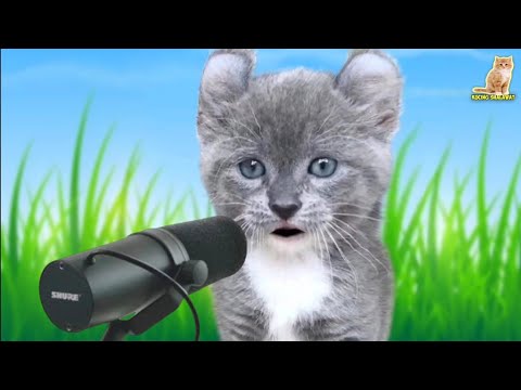 KUCING SHOLAWATAN SUARANYA SANGAT BAGUS | Kucing Shalawat