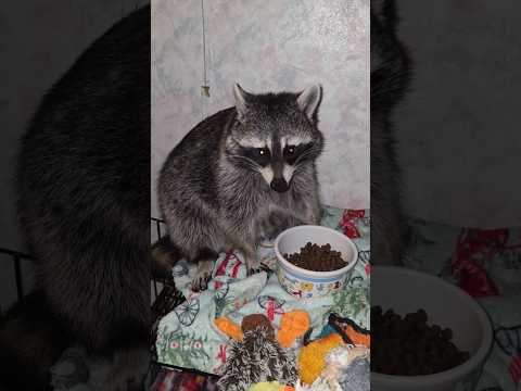 Tigger The Raccoon ASMR Eating ❤️🦝 #asmr #raccoon #cute #furbaby #raccoonlivesmatter #wildlife