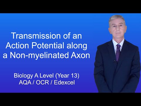 A Level Biology Revision (Year 13) “Transmission of an Action Potential along a Non-myelinated Axon”