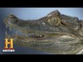 Caiman Knowledge Assessment