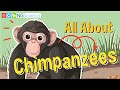 Chimpanzee Adventure Quiz