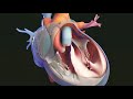 Understanding the Human Body