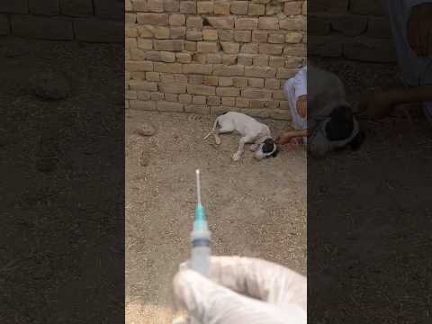 Treatment of a Dog #pet#cutepet#petlover#doglover #bullydogs #fighterdog#animal#viral#trandingshorts