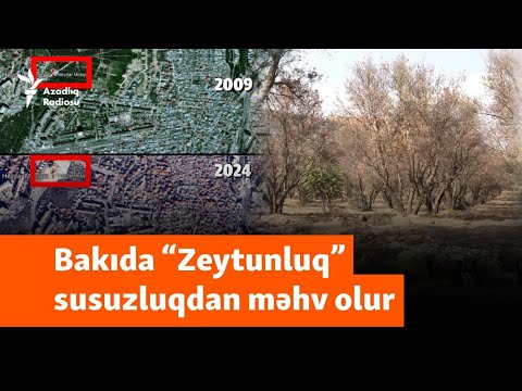 “Qurudub, yerinə bina tikərlər” - Bakıda “Zeytunluq” susuzluqdan məhv olur