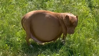 A Mother Dog Pleaded in Vain: “I Don’t Care About Myself… Just Protect My Puppies”!