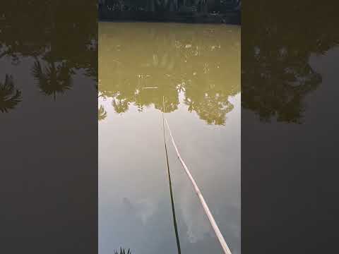 Fishing is easy. #hook_fishing #uniquefishing #fishing #shorts #youtubeshorts