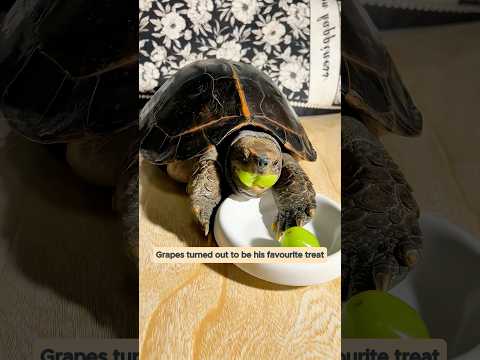 A family found a tiny turtle struggling by the fence and then...