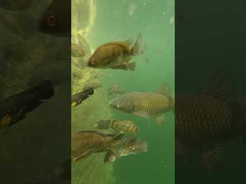 ஜிலேபி கெண்டை மற்றும் மீசை கெழுத்தி | Feeding Fishes #fishing #fish #nature #aquarium #fruit #food