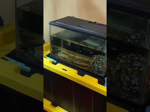 Trouble in the fish room 
