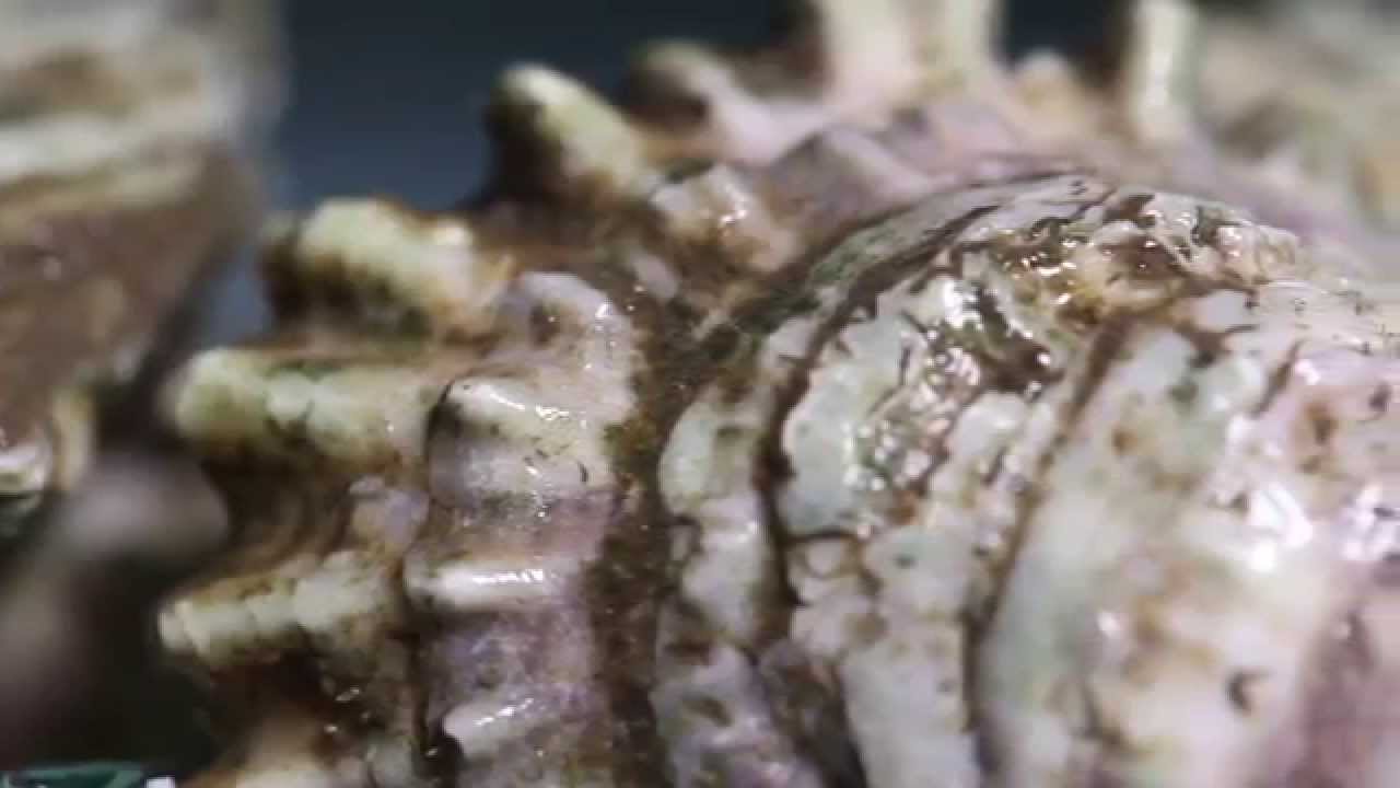 This Group of Alabama Farmers is Redefining Gulf Oysters