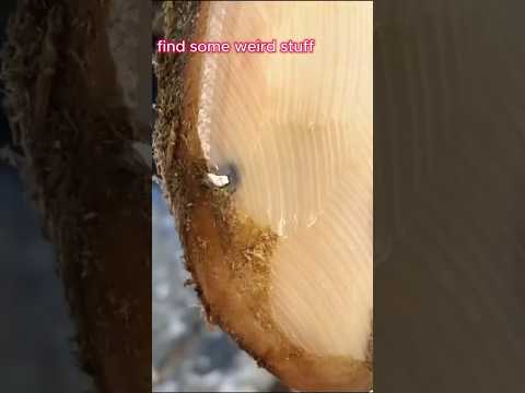 Rescuing a Limping Cow ?