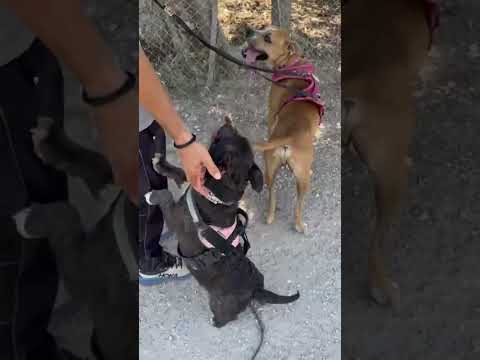 click to play the video