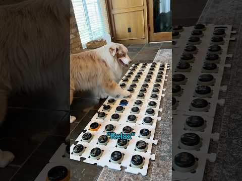 Dog demands his crate! #dogcontent #dogcommunication #doggielife