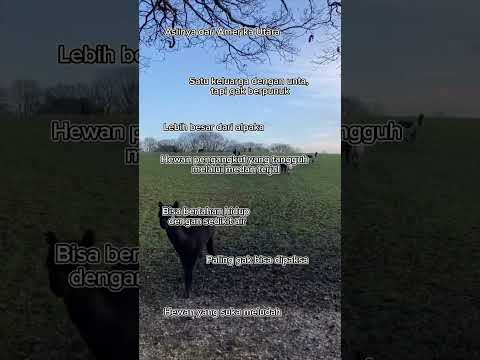 Fakta unik tentang Llama #shorts #faktaunik #hewan #llama