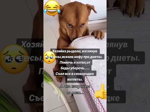 ОПЯТЬ НАКРИЧАЛА,ЧТО С НЕЙ ДЕЛАТЬ?#funny #shorts #shortvideo #short #viral #viralvideo #viralshorts
