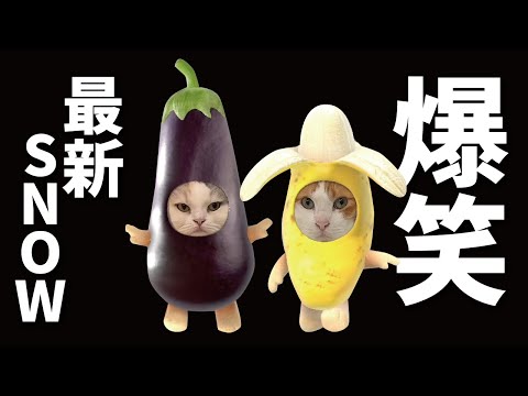 猫の動画サムネイル - 【爆笑】猫でSNOWやったら面白すぎたｗｗｗｗｗｗｗｗｗ【関西弁でしゃべる猫】【猫アテレコ】