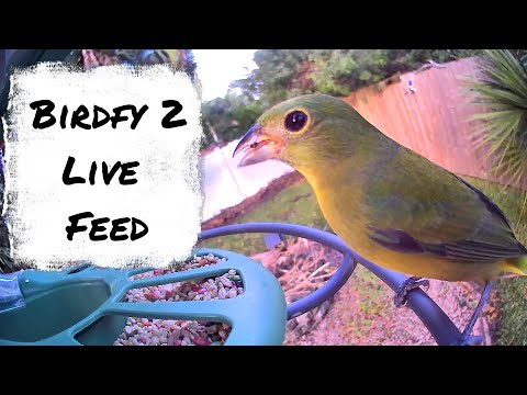 Painted Buntings Live!  Birdfy  Smart Bird Feeder Camera