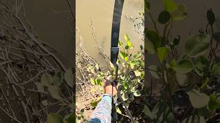 Bow Fishing for Barramundi 🎯