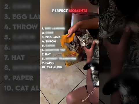 Ranking the BEST perfect moments.!