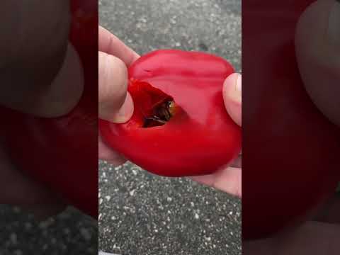 Something Terrifying Was In This Guy’s Peppers! 😱