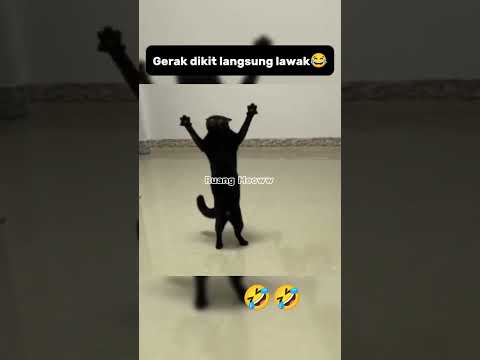 Gerak sedikit langsung lawak😂#shorts #kucing #funnycats #catlovers
