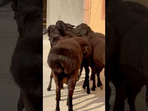 Сотилиб кетганХиссори кучкорлар!